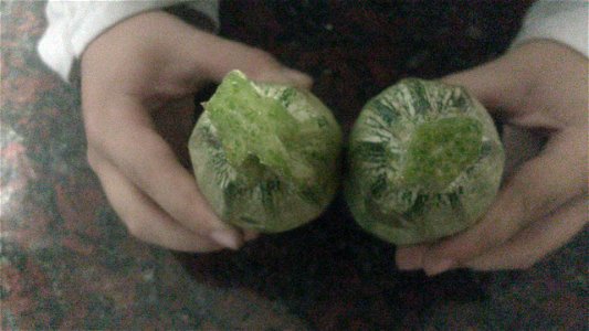 Cucurbita Zapallito largo, landrace Argentina, comprado en un mercado de la ciudad de Buenos Aires, Argentina, a fines de noviembre del 2012.
Cucurbita Zapallito largo, también vendido en la zona como