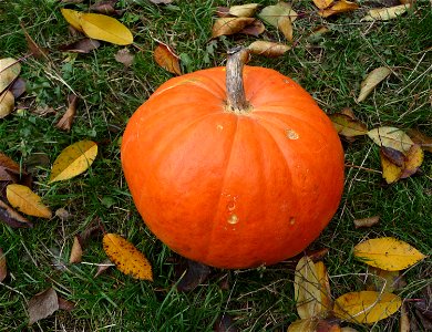 Squash photo