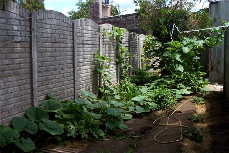 Cucurbita maxima seed commercial name "Zapallo Redondo Gris Plomo". Sown sept 22 2013, photo taken jan 28 2014.
General view of the backyard. Also can be seen a tomato plant in the middle, two C. pepo