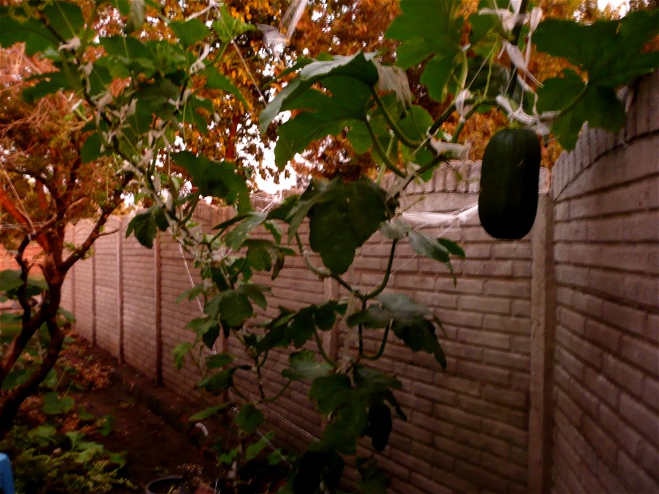 Cucurbita pepo "zapallo de Angola" (semillería La Paulita) - 2015 01 06 - squash plant poem in the afternoon.