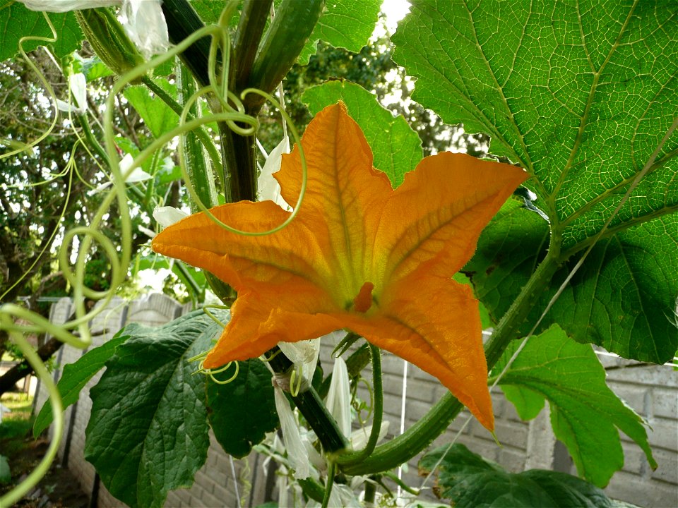 Cucurbita pepo "zapallo de Angola" (semillería La Paulita)  masculine flower.