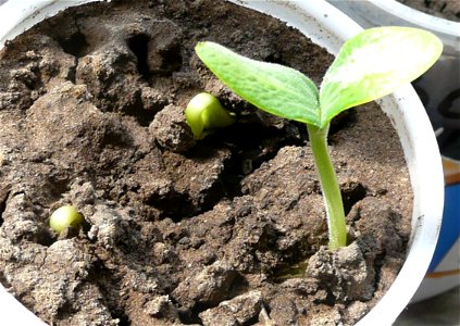 Cucurbita pepo "zapallo de Angola - Desarrollo 1 - plántula con 2 cotiledones.