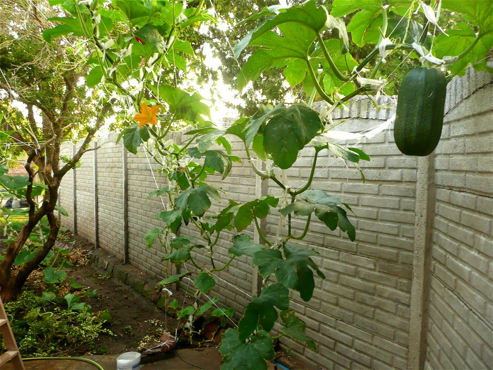 Cucurbita pepo "zapallo de Angola" (semillería La Paulita) - 2015 01 07 - squash plant poem in the morning.