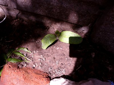 Cucurbita pepo "zapallo de Angola" semillería La Paulita.