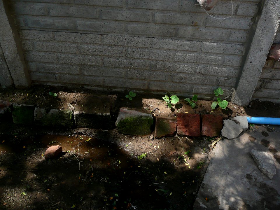Cucurbita pepo "zapallo de Angola" semillería La Paulita.
Hizo mucho frío, las hojas están como redondeadas y cóncavas.