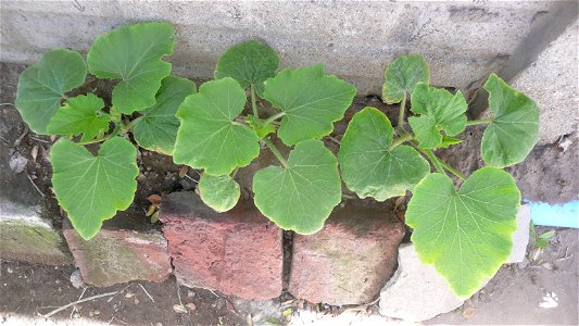 Cucurbita pepo "zapallo de Angola" semillería La Paulita.