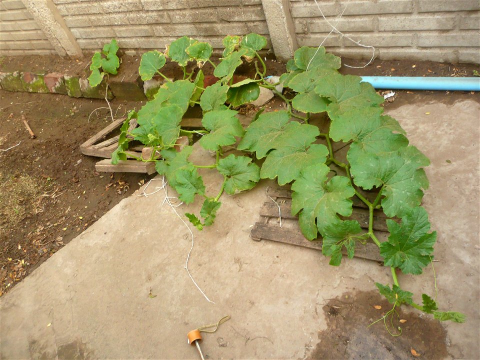 Cucurbita pepo "zapallo de Angola" semillería La Paulita. Algunas yemas secundarias fueron quitadas de cada guía primaria.

Sembrado en septiembre 2014 en Fortín Olavarría, provincia de Buenos Aires, 