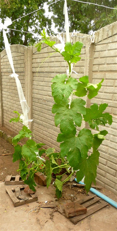 Cucurbita pepo "zapallo de Angola" semillería La Paulita. 
Sown in september 2014 in Fortín Olavarría, Buenos Aires province, Argentina.