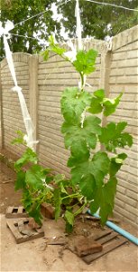 Cucurbita pepo "zapallo de Angola" semillería La Paulita. 
Sown in september 2014 in Fortín Olavarría, Buenos Aires province, Argentina.