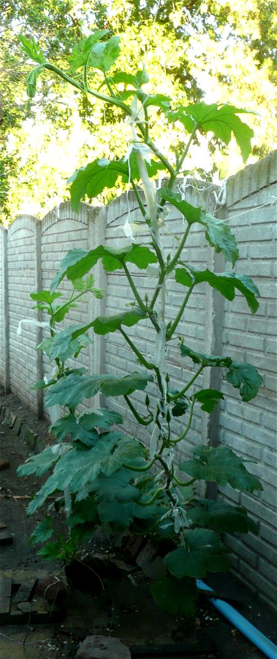 Cucurbita pepo "zapallo de Angola" semillería La Paulita. 
Sown in september 2014 in Fortín Olavarría, Buenos Aires province, Argentina.