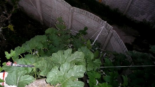 Cucurbita pepo "zapallo de Angola" semillería La Paulita. 
Sown in september 2014 in Fortín Olavarría, Buenos Aires province, Argentina.
