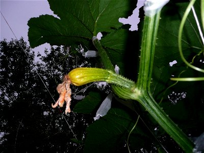 Cucurbita pepo "zapallo de Angola" semillería La Paulita.
Sown in september 2014 in Fortín Olavarría, Buenos Aires province, Argentina.
