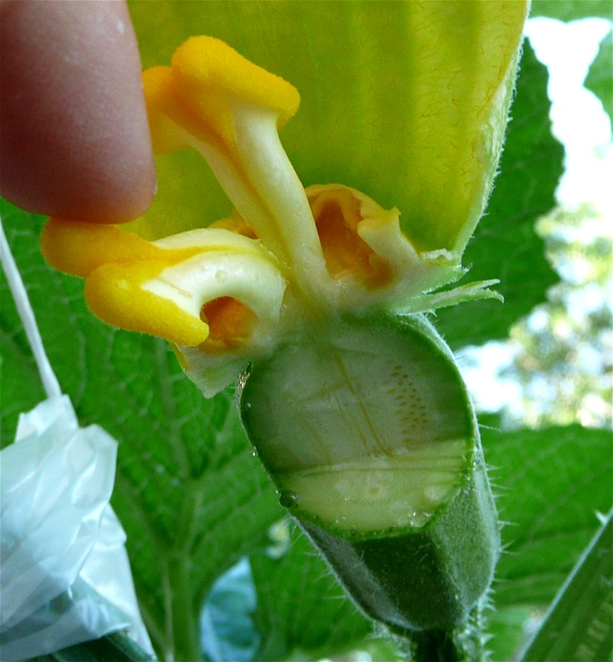 Cucurbita pepo "zapallo de Angola" semillería La Paulita.
Sown in september 2014 in Fortín Olavarría, Buenos Aires province, Argentina.