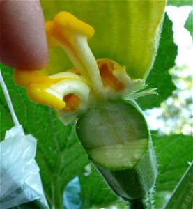 Cucurbita pepo "zapallo de Angola" semillería La Paulita.
Sown in september 2014 in Fortín Olavarría, Buenos Aires province, Argentina.