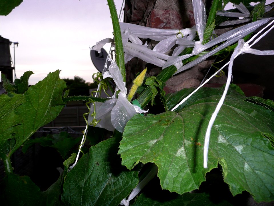 Cucurbita pepo "zapallo de Angola" semillería La Paulita.
Fortín Olavarría town, Buenos Aires province, Argentina.