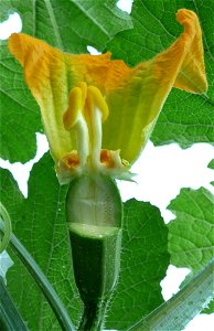 Cucurbita pepo "zapallo de Angola" semillería La Paulita.
Sown in september 2014 in Fortín Olavarría, Buenos Aires province, Argentina.