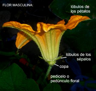Cucurbita pepo "zapallo de Angola" semillería La Paulita.
Fortín Olavarría town, Buenos Aires province, Argentina.