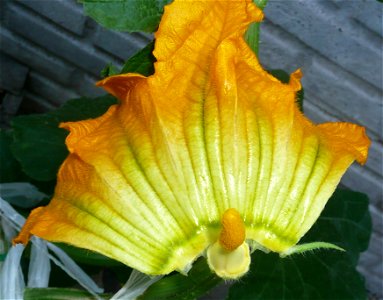 Cucurbita pepo "zapallo de Angola" semillería La Paulita. Sown in september 2014 in Fortín Olavarría, Buenos Aires province, Argentina.