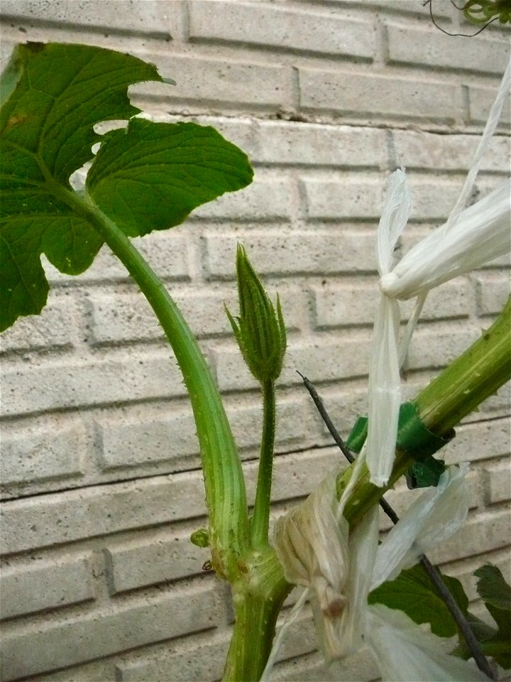 Cucurbita pepo "zapallo de Angola" semillería La Paulita.
Sown in september 2014 in Fortín Olavarría, Buenos Aires province, Argentina.