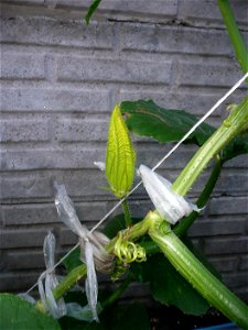 Cucurbita pepo "zapallo de Angola" semillería La Paulita.
Sown in september 2014 in Fortín Olavarría, Buenos Aires province, Argentina.