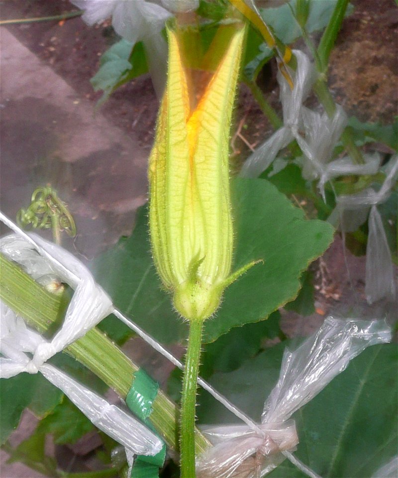 Cucurbita pepo "zapallo de Angola" semillería La Paulita.
Sown in september 2014 in Fortín Olavarría, Buenos Aires province, Argentina.
