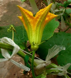 Cucurbita pepo "zapallo de Angola" semillería La Paulita.
Sown in september 2014 in Fortín Olavarría, Buenos Aires province, Argentina.