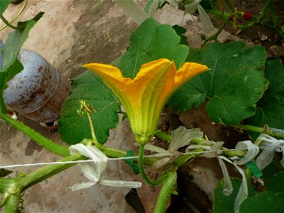 Cucurbita pepo "zapallo de Angola" semillería La Paulita.
Sown in september 2014 in Fortín Olavarría, Buenos Aires province, Argentina.
