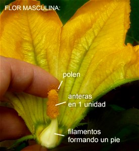 Cucurbita pepo "zapallo de Angola" semillería La Paulita.
Fortín Olavarría town, Buenos Aires province, Argentina.