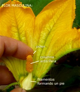 Cucurbita pepo "zapallo de Angola" semillería La Paulita.
Fortín Olavarría town, Buenos Aires province, Argentina.