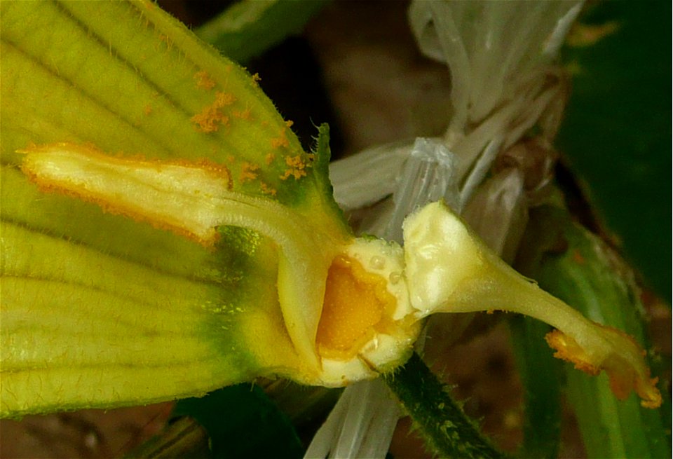 Cucurbita pepo "zapallo de Angola" semillería La Paulita.
Sown in september 2014 in Fortín Olavarría, Buenos Aires province, Argentina.
