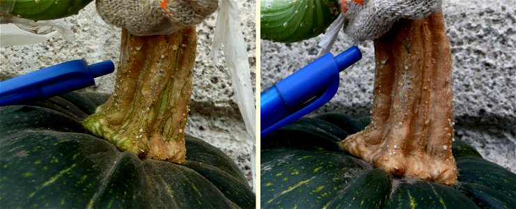 Cucurbita pepo "zapallo de Angola" semillería La Paulita.
Sown in september 2014 in Fortín Olavarría town, Buenos Aires province, Argentina