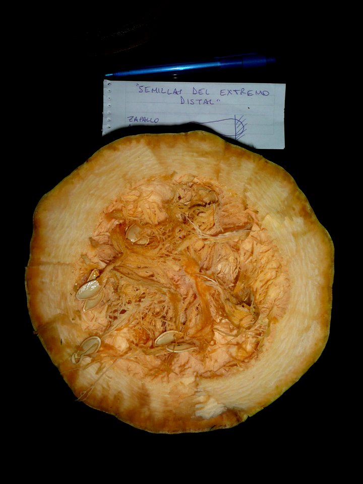 Cucurbita pepo "zapallo de Angola" semillería La Paulita.
Planted in september 2014 in Fortín Olavarría town, Buenos Aires province, Argentina