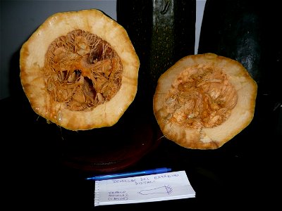 Cucurbita pepo "zapallo de Angola" semillería La Paulita.
Planted in september 2014 in Fortín Olavarría town, Buenos Aires province, Argentina