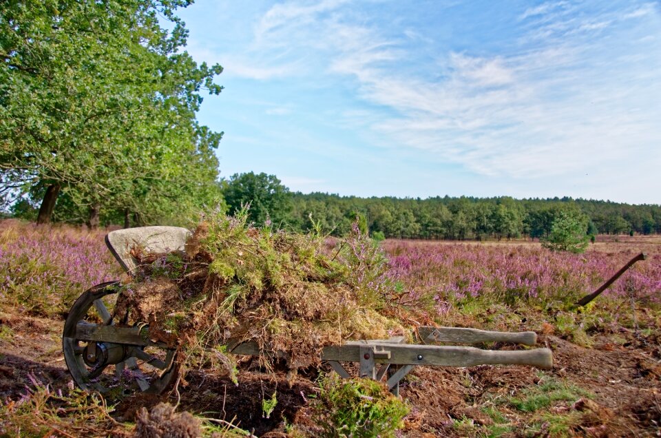 Heather nature reserve plant