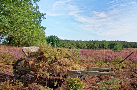 Heather nature reserve plant