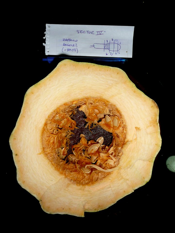 Cucurbita pepo "zapallo de Angola" semillería La Paulita.
Planted in september 2014 in Fortín Olavarría town, Buenos Aires province, Argentina