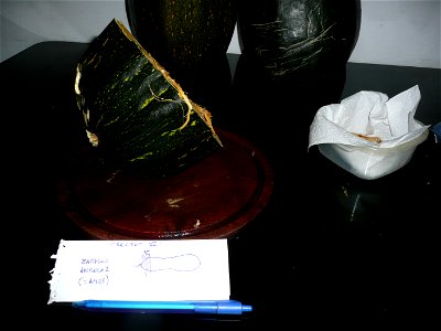 Cucurbita pepo "zapallo de Angola" semillería La Paulita.
Planted in september 2014 in Fortín Olavarría town, Buenos Aires province, Argentina
