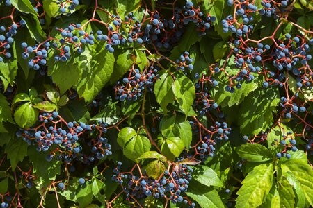 Wine grapes background