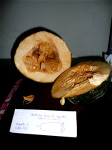 Cucurbita pepo "zapallo de Angola" semillería La Paulita. Harvested in march-april 2015 in Fortín Olavarría Buenos Aires province, Argentina.
