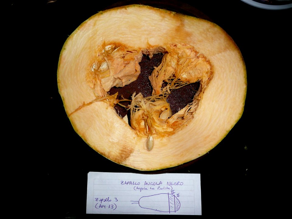 Cucurbita pepo "zapallo de Angola" semillería La Paulita. Harvested in march-april 2015 in Fortín Olavarría Buenos Aires province, Argentina.