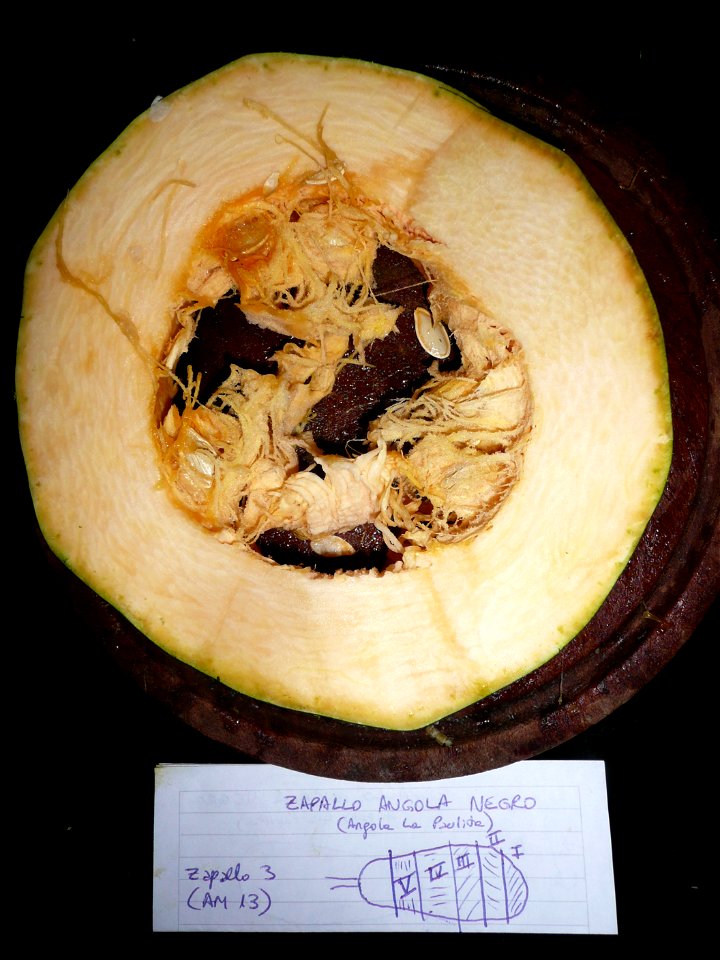 Cucurbita pepo "zapallo de Angola" semillería La Paulita. Harvested in march-april 2015 in Fortín Olavarría Buenos Aires province, Argentina.