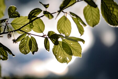 Growth tree close up