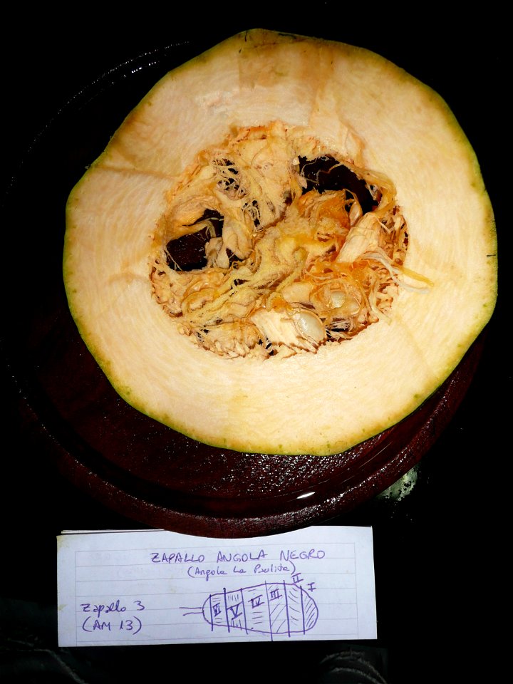 Cucurbita pepo "zapallo de Angola" semillería La Paulita. Harvested in march-april 2015 in Fortín Olavarría Buenos Aires province, Argentina.