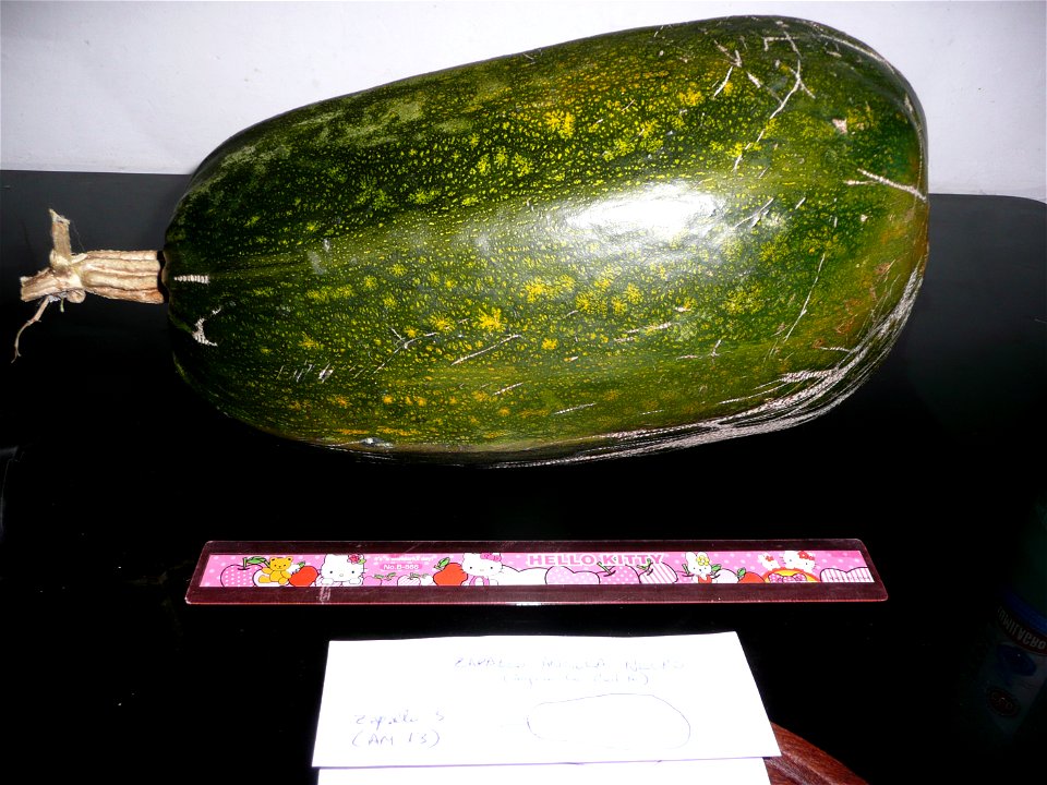 Cucurbita pepo "zapallo de Angola" semillería La Paulita. Harvested in march-april 2015 in Fortín Olavarría Buenos Aires province, Argentina.