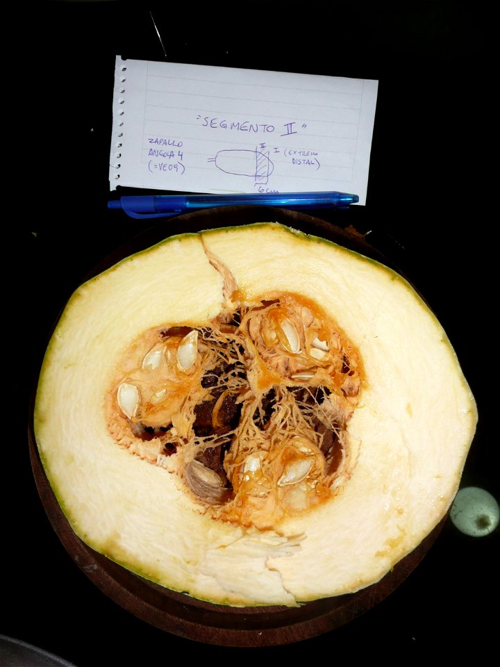 Cucurbita pepo "zapallo de Angola" semillería La Paulita.
Sown in september 2014 in Fortín Olavarría town, Buenos Aires province, Argentina