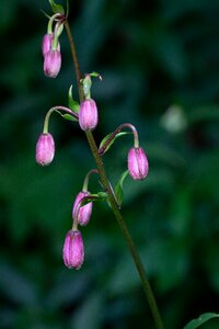 Blossom bloom martagon lily photo