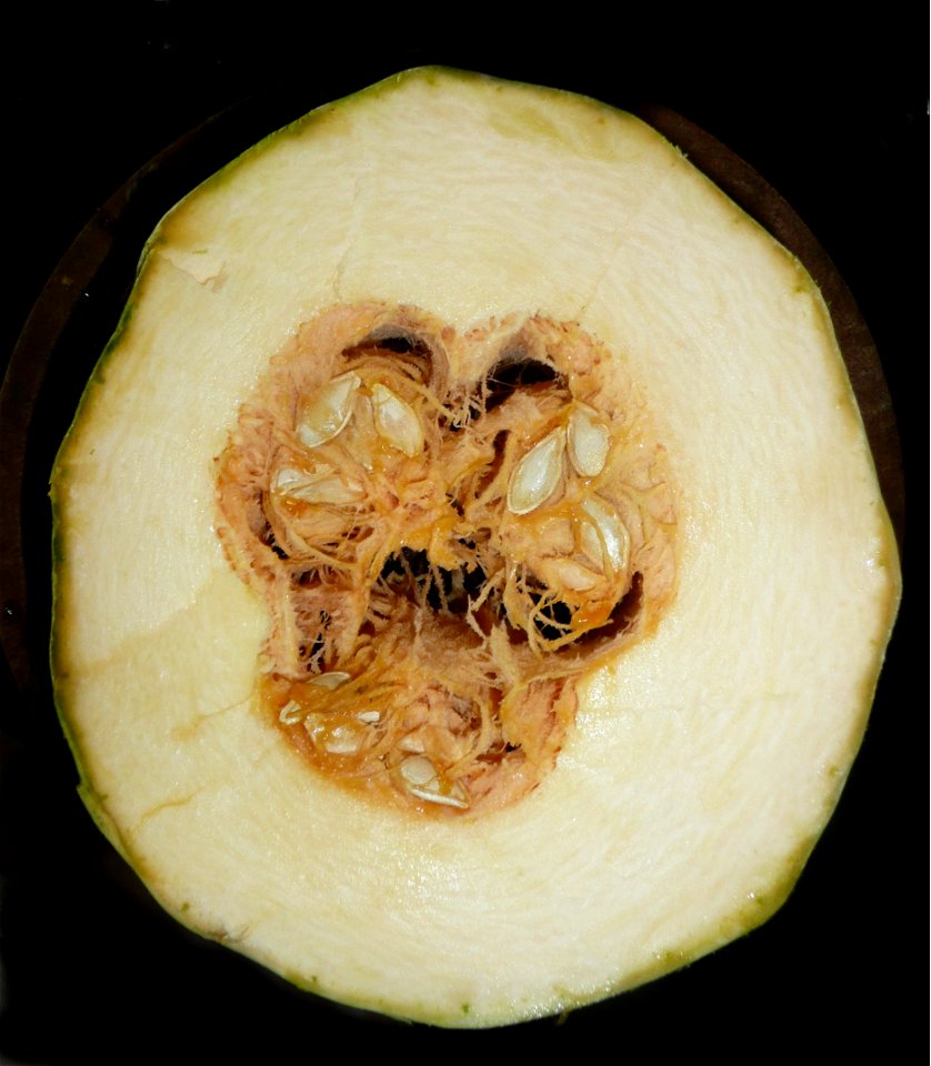 Cucurbita pepo "zapallo de Angola" semillería La Paulita.
Sown in september 2014 in Fortín Olavarría town, Buenos Aires province, Argentina