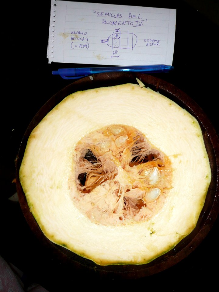 Cucurbita pepo "zapallo de Angola" semillería La Paulita.
Sown in september 2014 in Fortín Olavarría town, Buenos Aires province, Argentina