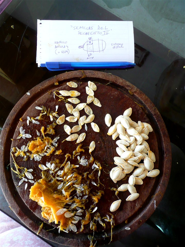 Cucurbita pepo "zapallo de Angola" semillería La Paulita.
Sown in september 2014 in Fortín Olavarría town, Buenos Aires province, Argentina