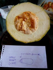 Cucurbita pepo "zapallo de Angola" semillería La Paulita.
Sown in september 2014 in Fortín Olavarría town, Buenos Aires province, Argentina